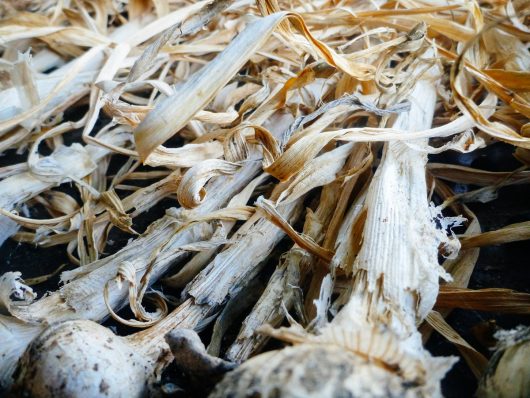A Guide to Curing and Storing Garlic Brown and dried leaves on cured garlic