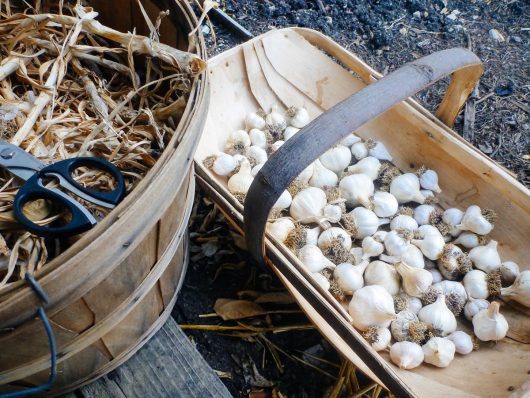 A Guide to Curing and Storing Garlic Cured, cleaned and trimmed garlic