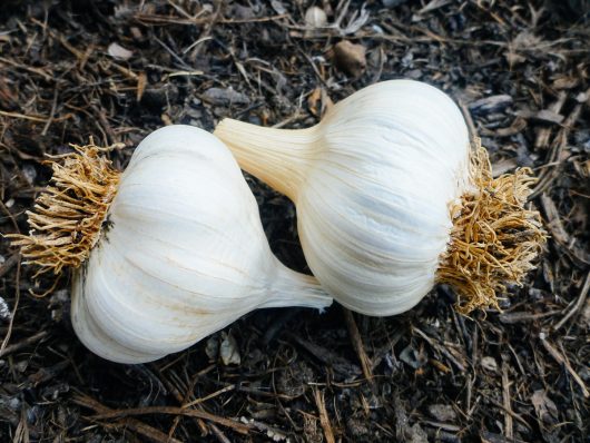 A Guide to Curing and Storing Garlic Beautiful garlic bulbs set aside for seed garlic