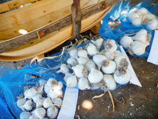 A Guide to Curing and Storing Garlic Garlic sorted and stored in nylon mesh bags