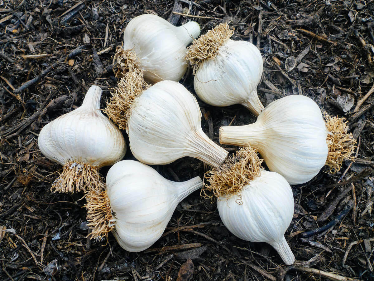 Save the best and biggest garlic bulbs to use as seed garlic