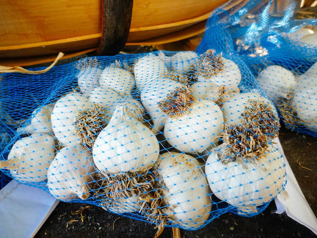 Garlic stored in mesh nylon produce bags for proper ventilation in storage