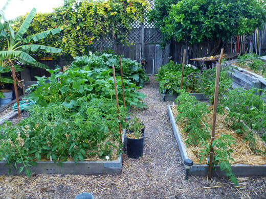 Side view of vegetable plot