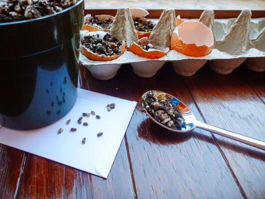 Starting Seeds in Eggshells... Cute and Yes, Even Practical! Fill each eggshell "pot" with pre-moistened seed-starting soil