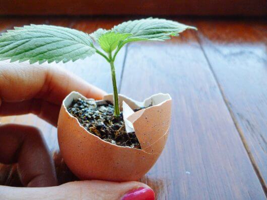 Starting Seeds in Eggshells... Cute and Yes, Even Practical! Seedling started in an eggshell