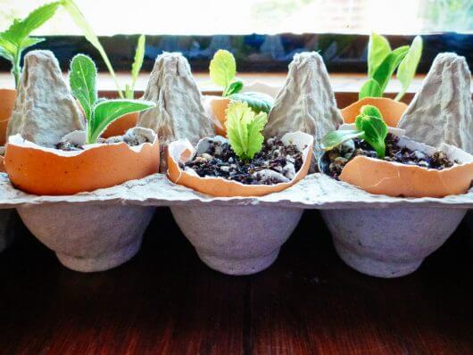 Starting Seeds in Eggshells... Cute and Yes, Even Practical! Seedlings started in eggshells