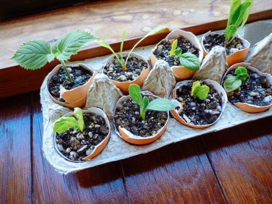Starting Seeds in Eggshells... Cute and Yes, Even Practical! Seedlings started in eggshells