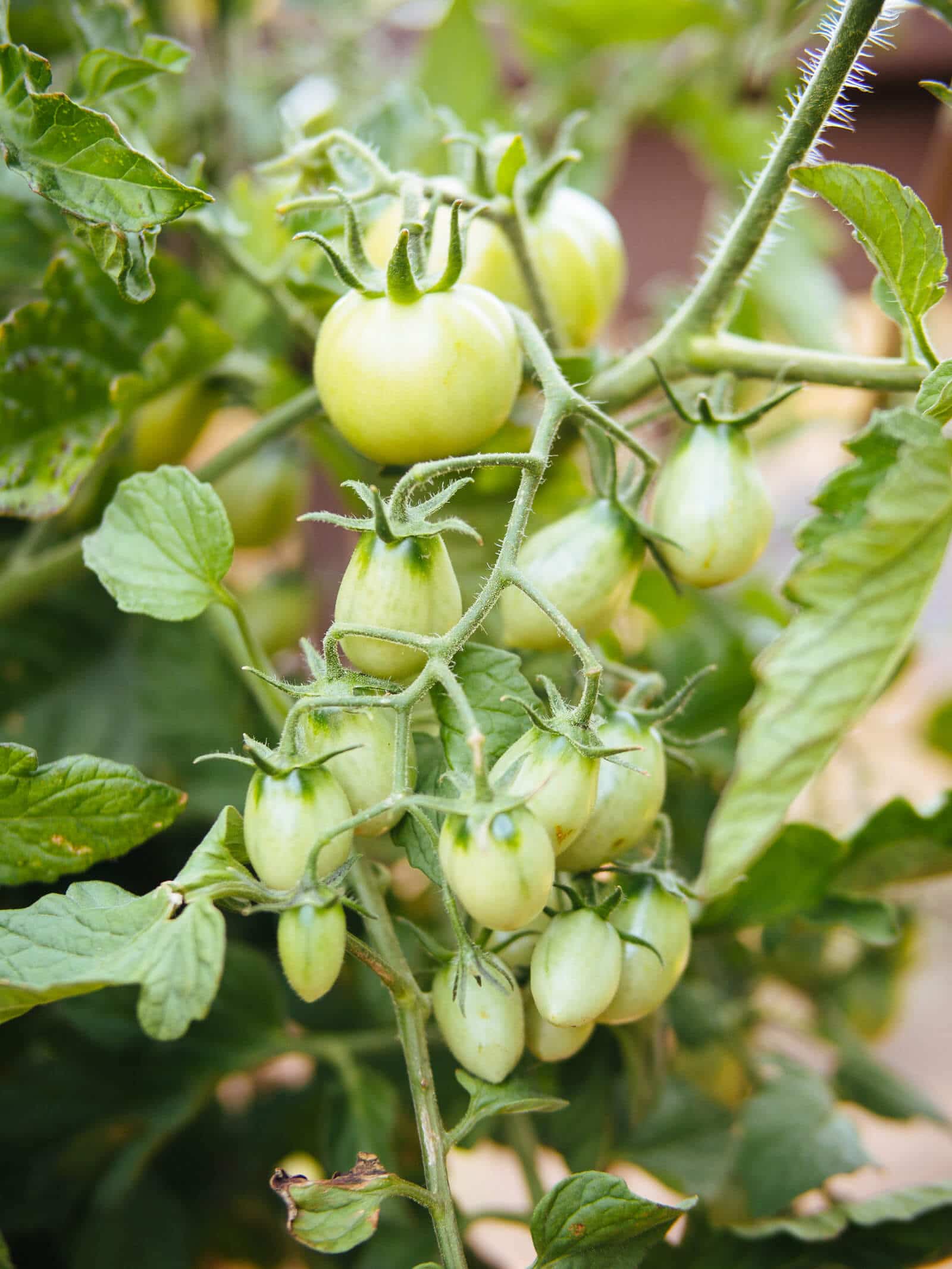 5Green tomatoes on the vine