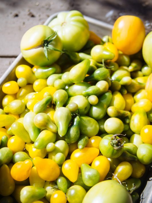 4 Ways to Pickled Green Tomatoes Backyard harvest of unripe tomatoes