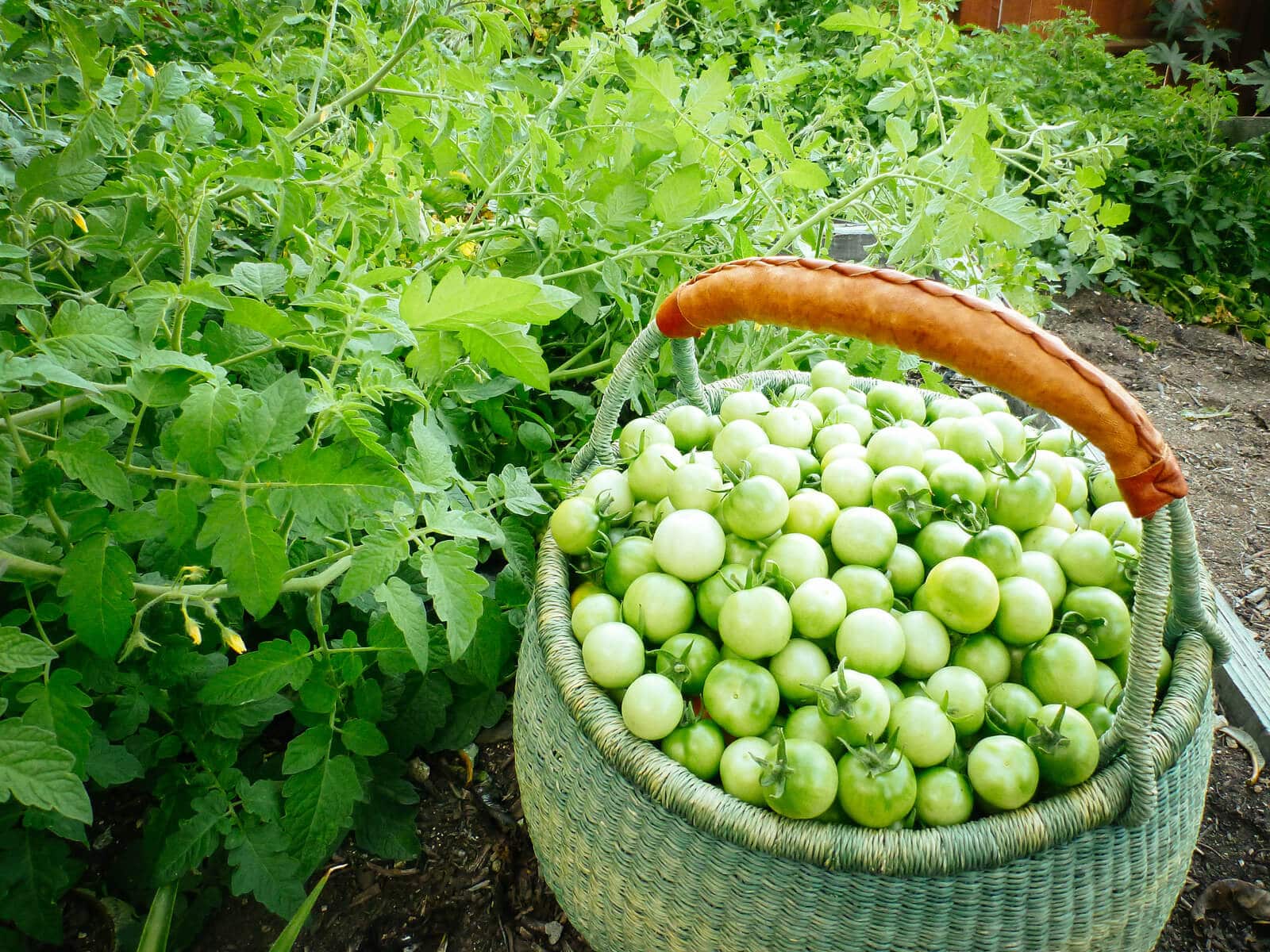 55 pounds of unripe tomatoes