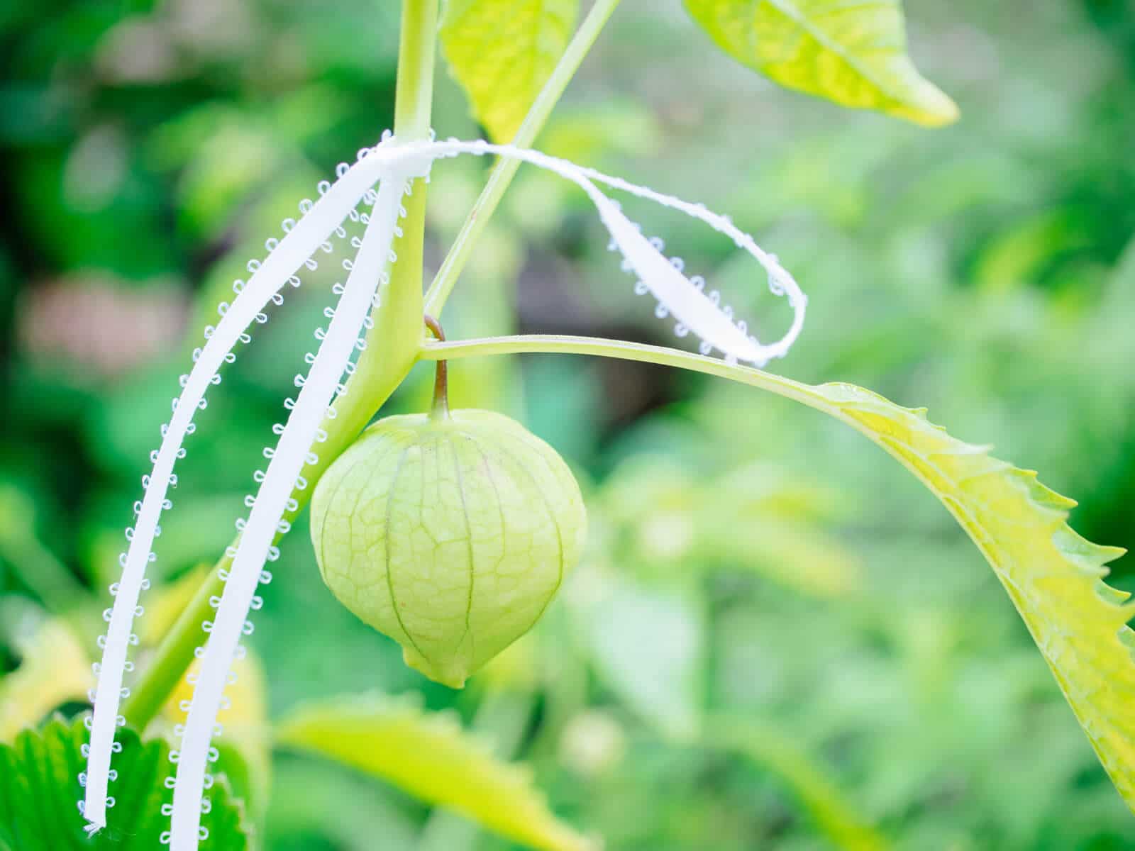 Marking the perfect tomatillo fruit for seed saving