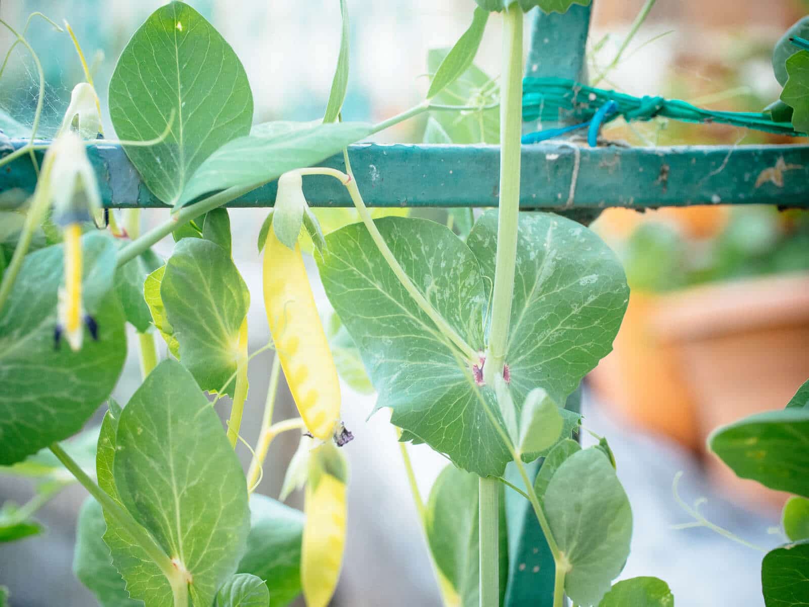 Snow pea plants on a trellis