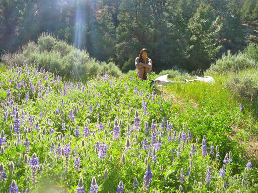 A meadow exploding with purple lupines