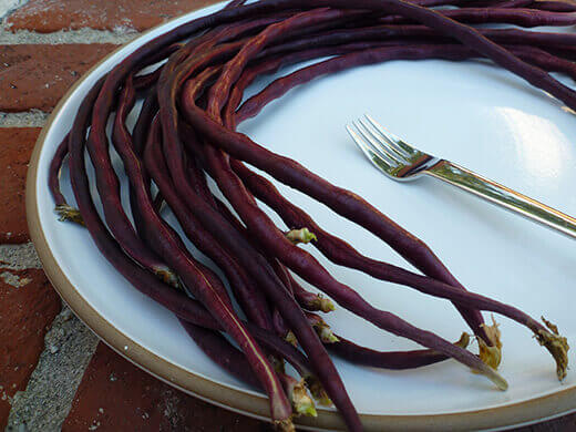 Chinese Red Noodle yardlong beans