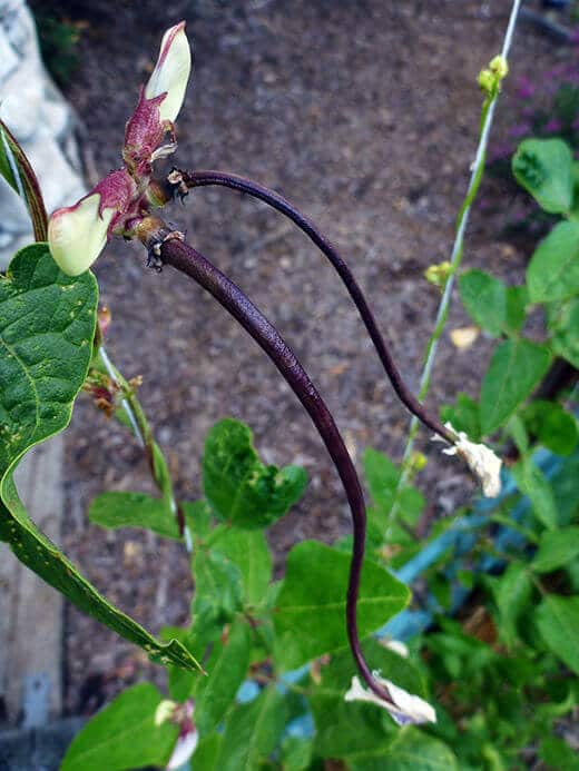 Young Chinese Red Noodle beans