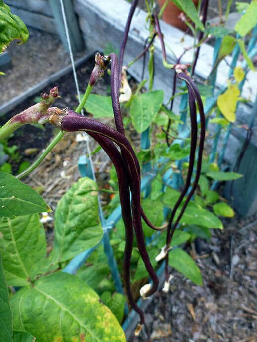 Chinese Red Noodle yardlong beans
