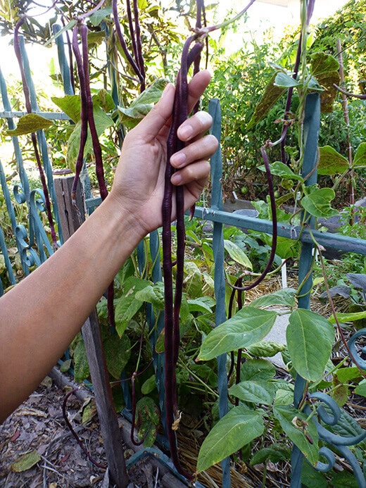 Chinese Red Noodle yardlong beans... not quite a yard long, but close