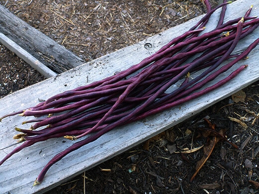 Chinese Red Noodle yardlong beans