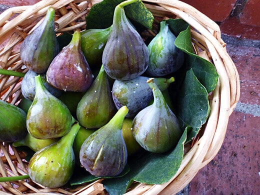 Basketful of ripe figs