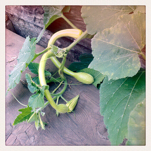 Baby Zucchino Rampicante