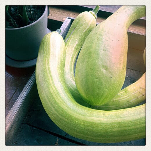Zucchino Rampicante