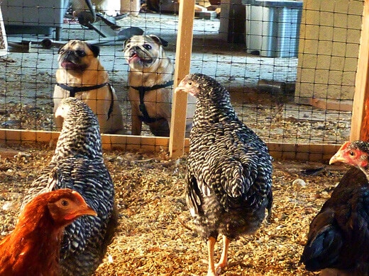 Barred Rocks getting friendly with the pugs