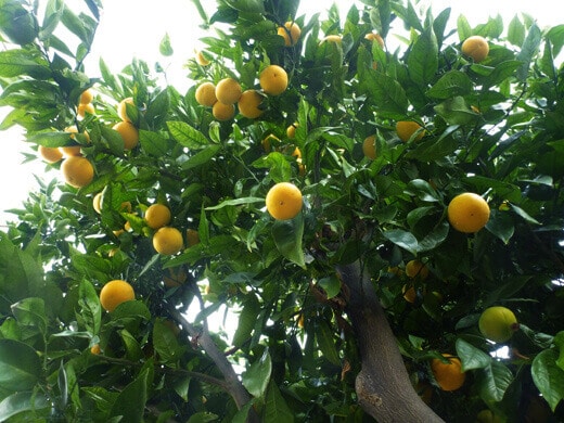 Valencia orange tree