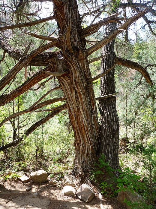 Beautifully gnarled old tree