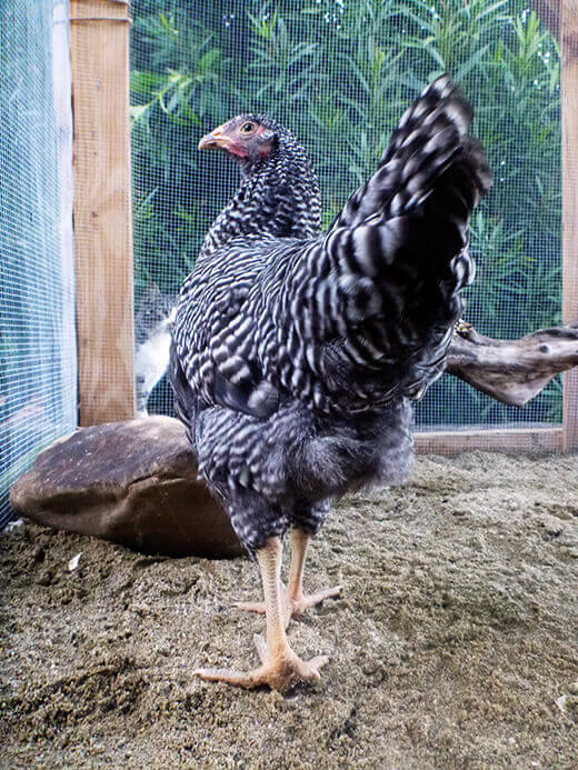 Stately Barred Rock pullet