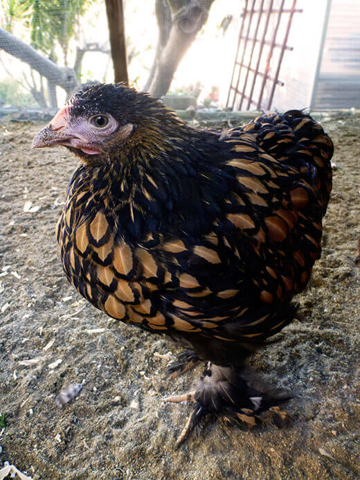 Golden Laced Cochin pullet
