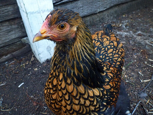Iman the Golden Laced Cochin