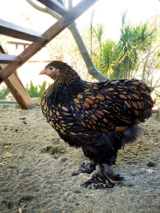 Cochins have excessive feathering that make them appear larger than they really are