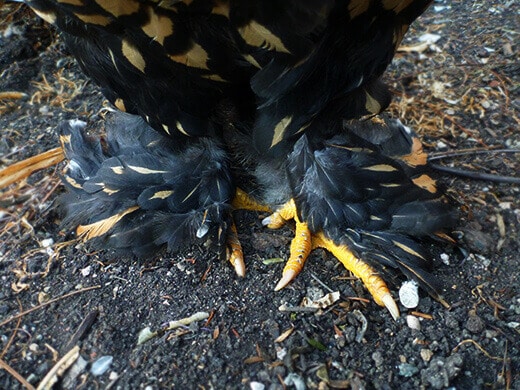 Fully feathered legs and feet on a Golden Laced Cochin