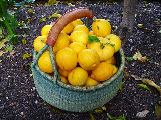 Basket full of lemons