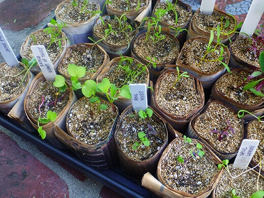 Spring and summer seedlings