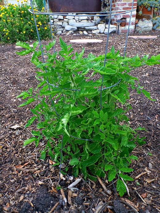 Tomatoes started over winter and thriving in spring