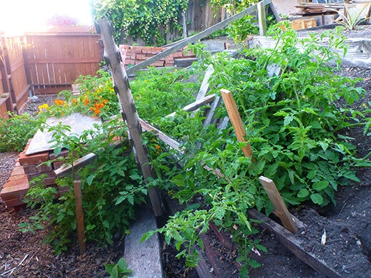 Volunteer tomato plants "staked" with pallets