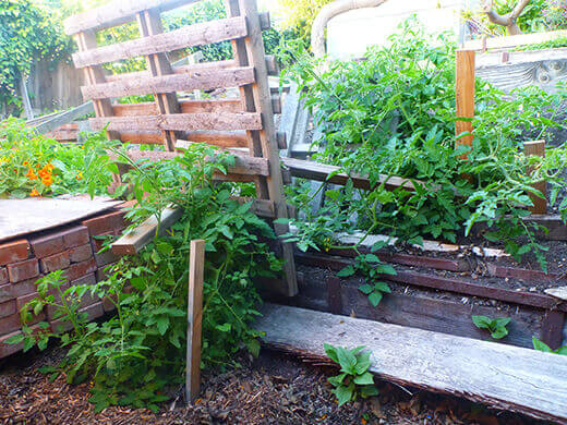 Volunteer tomato plants "staked" with pallets
