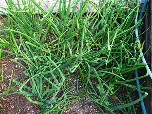Onion bed