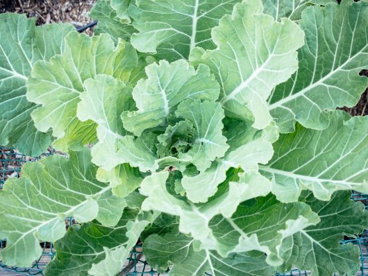 Broccoli Leaves are Edible Mature broccoli plant