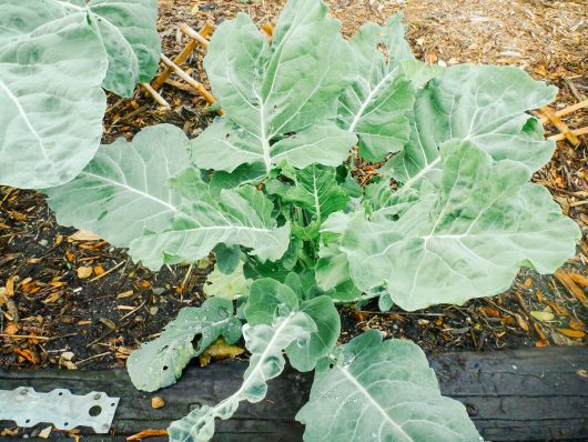 Broccoli Leaves are Edible Broccoli leaves are a nutrient-dense green