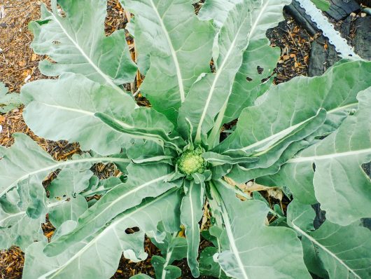Broccoli leaves can be harvested at any stage of the plant's growth cycle