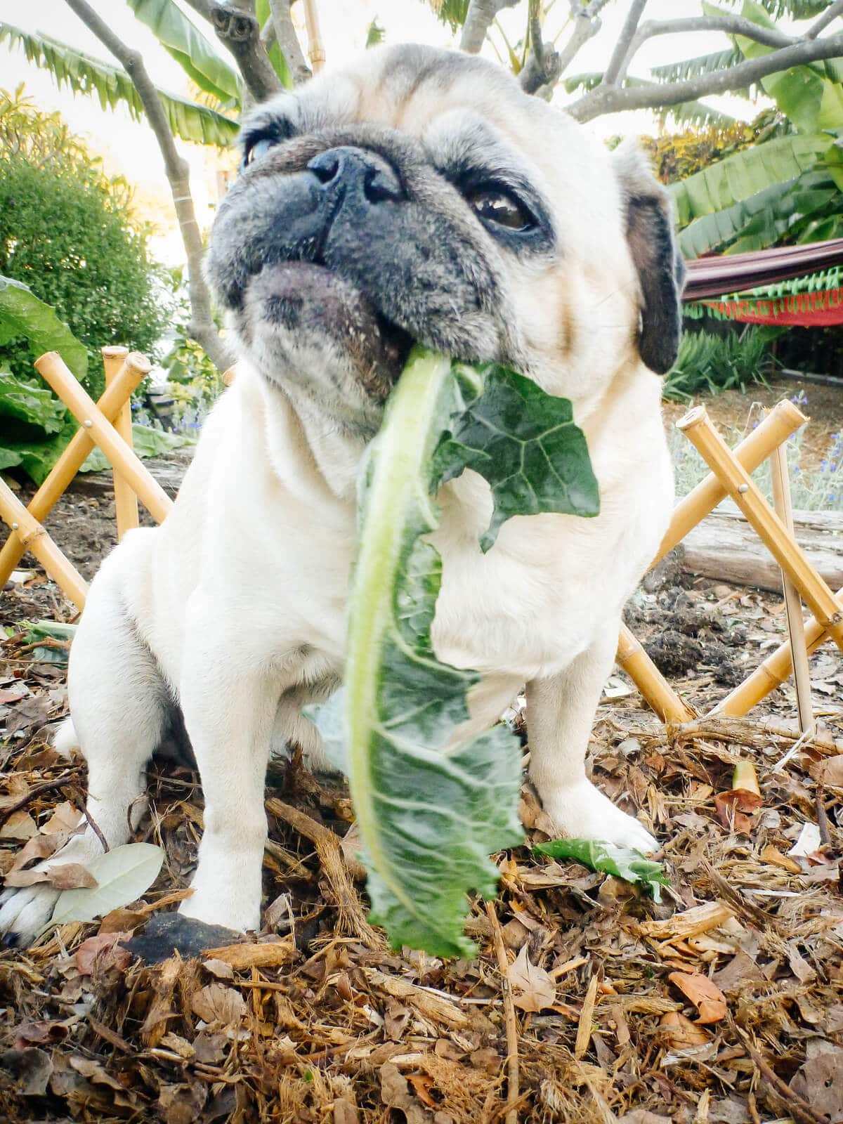My pug enjoying broccoli leaves from the garden