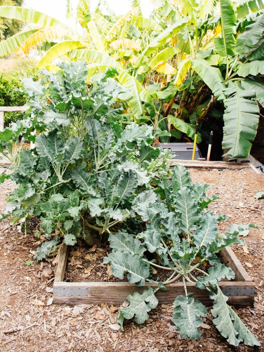 Second-year broccoli plants still thriving