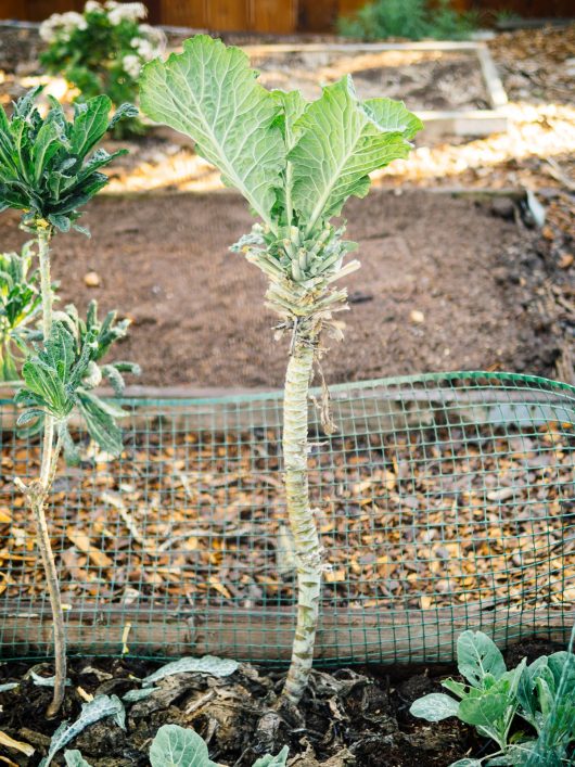 Very mature broccoli plant stripped of its leaves for cooking