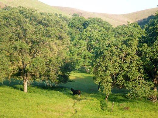 Grassy hillsides in the San Joaquin Valley