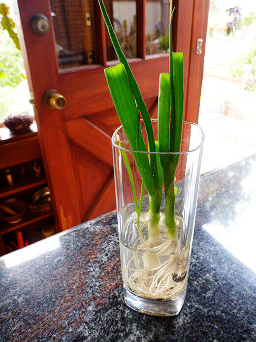 Dunk a bunch of green onions in water to regrow