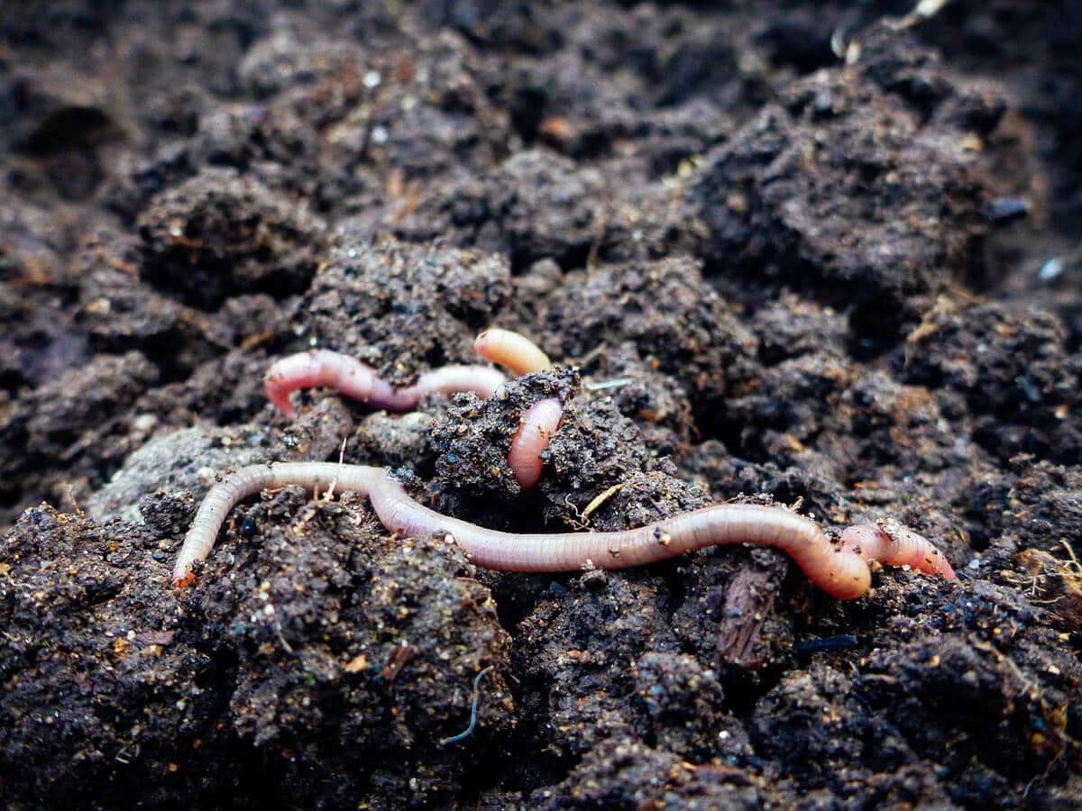 Mycobacterium vaccae in the soil