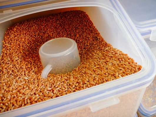Garden Betty's Homemade Whole Grain Chicken Feed Whole grains stored in airtight bins