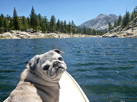 Paddling with my pug on Florence Lake
